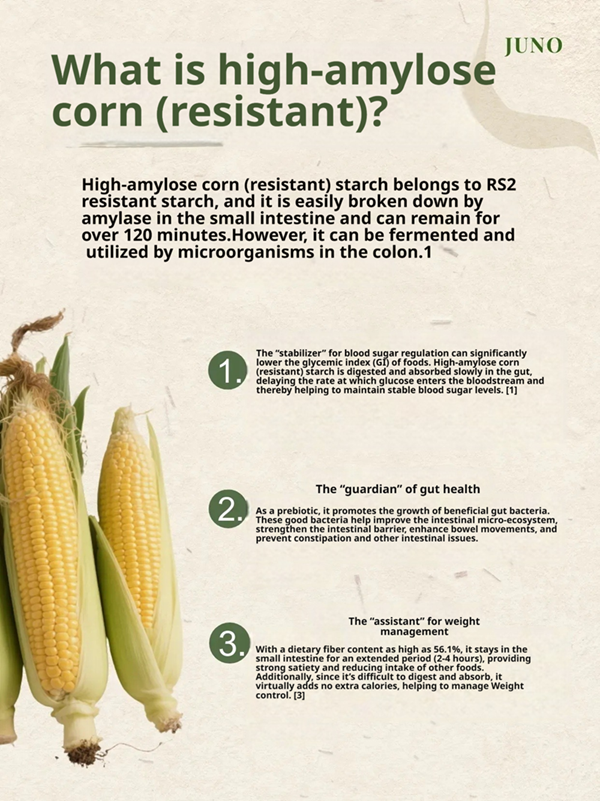 High Amylose Corn Starch: Premium Resistant Starch for Low-GI Foods and Biodegradable Packaging